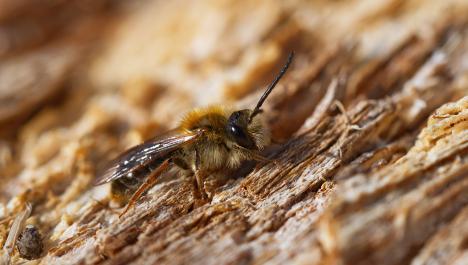 Schwarz, gelbe Biene mit Fühlern am Kopf und zwei Flügeln auf dem Rücken auf unebenen Untergrund in verschiedenen Brauntönen, seitliche Ansicht der Biene