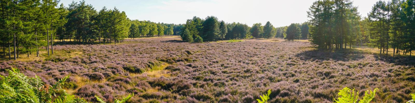 Panoramablick über die sonnige, blühende Heidelandschaft Brachter Wald mit niedrigen Waldzonen im Hintergrund