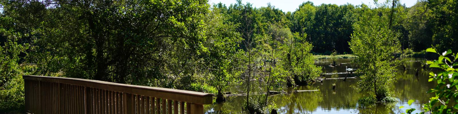 Panoramabild mit Holzbrücke im Vordergrund und Blick über den in ursprünglicheren Fluss Schwalm mit wilden Uferzonen, dichtem Baumbewuchs und naturbelassenem Totholz