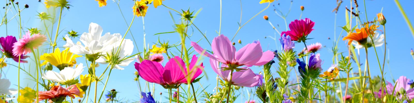 Grüne Wiese mit unterschiedlichen bunten Blumen, Blüten unterschiedlich groß, grüne Stängel unterschiedlich hoch, im Hintergrund blauer Himmel