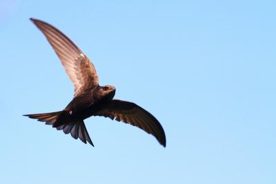 Vogel (Mauersegler) mit braunen Federn fliegt mit ausgebreiteten Flügeln am hellblauen Himmel, Flugrichtung von unten links nach oben rechts