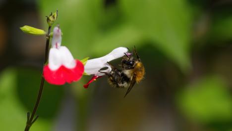 Schwarz, gelbe Hummel seitlich mit zwei Fühlern am Kopf, sechs Beinen und zwei Flügeln auf dem Rücken auf rot-weißer Blüte am Stängel mit weiteren Knospen vor verschwommenen Hintergrund in Grüntönen