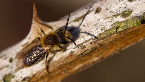 Schwarz, gelbe Biene mit zwei Fühlern am Kopf und zwei Flügeln auf dem Rücken von oben auf weiß, grün, braunen Zweig mit Dorn