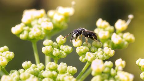 Schwarze Biene mit zwei Fühlern am Kopf, zwei Flügeln auf dem Rücken und sechs Beinen, auf hellgrünen Blüten von einer Blume mit vielen Blütenzweigen und weiteren grünen Stängeln mit hellgrünen Blüten