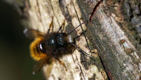 Schwarz, gelbe Biene mit Flügeln und Fühlern am Kopf auf Baumrinde mit unebener Oberfläche und verschiedenen Farbpigmentierungen