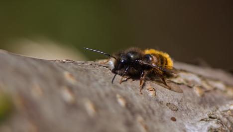 Schwarz, gelbe Biene mit Flügeln und Fühlern am Kopf auf unebener brauner Baumstamm