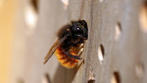 Schwarz, gelbe Biene mit Flügeln seitlich auf hellbraunen Holz mit Löchern mit Kopf und Vorderbeinen in einem Loch