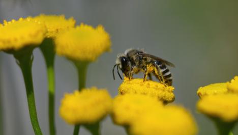 Schwarz, gelbe Biene auf gelber Blüte einer Blume umgeben von anderen gelben Blumen