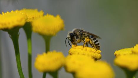 Schwarz, gelbe Biene auf gelber Blüte einer Blume umgeben von anderen gelben Blumen mit grünen Stängeln