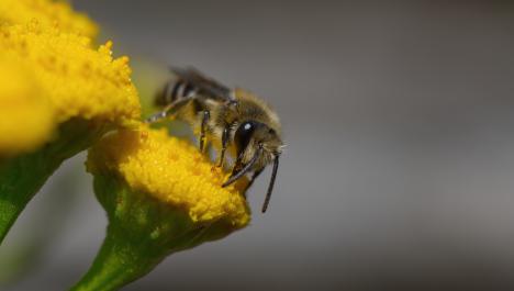 Schwarz, gelbe Biene mit sechs Beinen und zwei Fühlern auf gelber Blüte an grünen Stängel einer Blume, links weitere gelbe Blüten, Hintergrund grau verschwommen