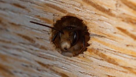Bienenkopf mit Fühlern schaut aus einem Holzloch, hellbraunes Holz mit unebener Oberfläche und Streifen in anderen Brauntönen