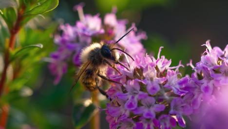 Schwarz, gelbe, haarige Biene mit sechs Beinen und zwei Fühlern auf lila Blüte saugt Nektar umgeben von anderen lila Blüten rechts unten, im Hintergrund verschwommener Stängel mit grünen Blättern links und hinter Biene lila Blüten