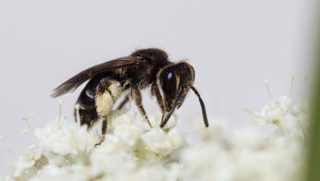Schwarze Biene saugt Nektar aus weißen Blüten umgeben von anderen weißen Blüten im unteren Bildbereich