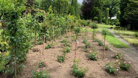 Im Vordergrund Beet mit hellbrauner Erde und einzelnen Rosensträuchern mit rosa Blüten und kleinen Bäumen dazwischen, links davon grüne Hecke gepflanzt und rechts davon Gehwegsplatten mit Grünstreifen in der Mitte, im Hintergrund und rechts  dichter grüner Baum- und Strauchbewuchs, bewölkter Himmel