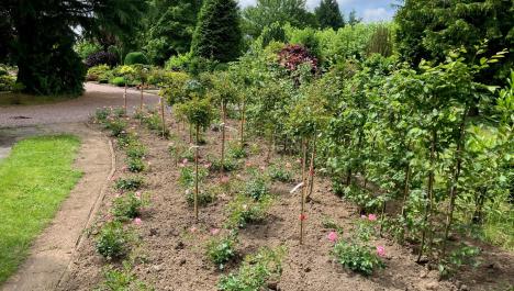 Im Vordergrund Beet mit hellbrauner Erde und einzelnen Rosensträuchern mit rosa Blüten und kleinen Bäumen dazwischen, rechts davon grüne Hecke gepflanzt und links davon Gehwegsplatten mit Grünstreifen in der Mitte, im Hintergrund Weg aus Kieselsteinen,  dichter grüner Baum- und Strauchbewuchs, bewölkter, blauer Himmel