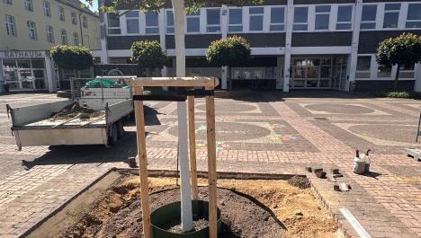 Im Hintergrund sind die angereihten Dächer des Verwaltungsgebäudes zu sehen. Links steht ein Auto mit Anhänger vom Bauhof. Ein Maulbeerbaum ist zentral im Bild zu sehen und steht zwar schon im Pflanzbereich, aber ist noch nicht ganz eingepflanzt. Der Stamm ist weiß bemalt zum Schutz gegen den Befall von Ungeziefer. Die Baumkrone ist grün.