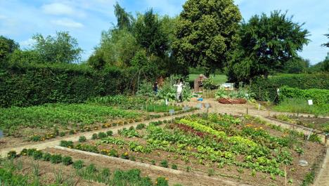 Links im Bild geht ein Pfad entlang. Auf den Feldern in der Mitte sind verschiedene Salat- und Gemüsearten gepflanzt. Eine grüne Hecke und grüne Bäume sind im Hintergrund. Der Himmel ist blau.