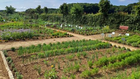 Im Vordergrund ist ein Beet mit unterschiedlichen Kräutern und Gewächsen in einem kräftigem Grün. Die Parzelle ist eingegrenzt mit dicken Holzbalken. Rechts oben im Bild ist eine braune Bank zu sehen. Außerdem stecken Holzpfähle mit weißen Schildern in den Beeten. Links steht ein Gerüst für Schlingelpflanzen. Im Hintergrund sind grüne Bäume und Hecken. Der Himmel ist blau und leicht bewölkt.