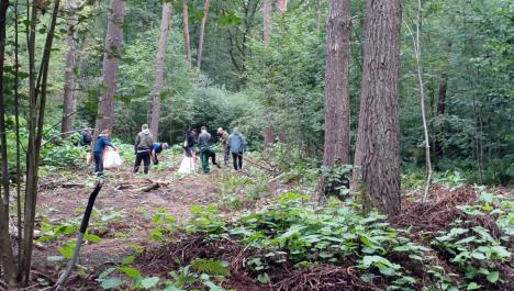 Ein Areal aus Wurzeln und Bäumen ist zu sehen. Im Hintergrund sind 6 Personen, die gerade die Wurzeln des Staudenknöterichs rausreißen. Die Jugendlichen haben Säcke in der Hand.