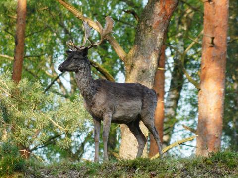 Panoramabild mit prächtigem Dammhirsch auf einem mit grasbewachsenen Erhöhung in einem sonnenbeschienen Waldstück